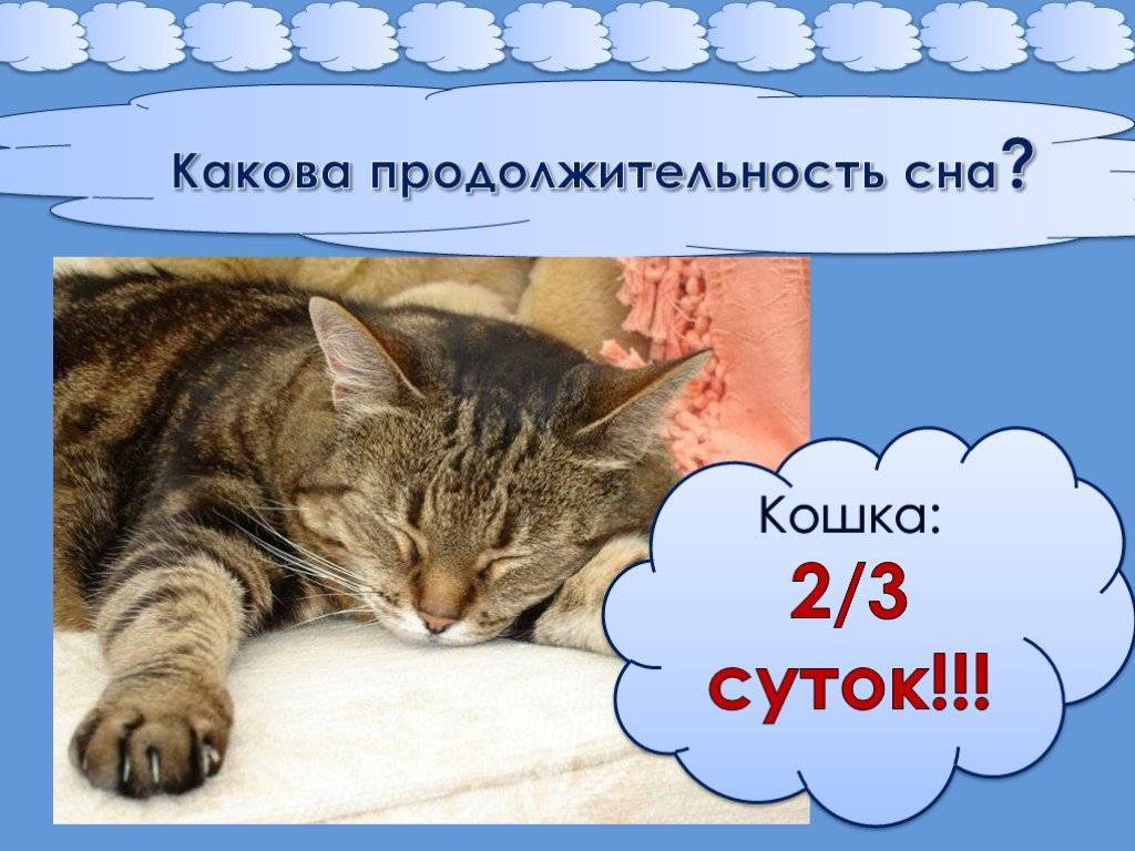 Сколько спят кошки