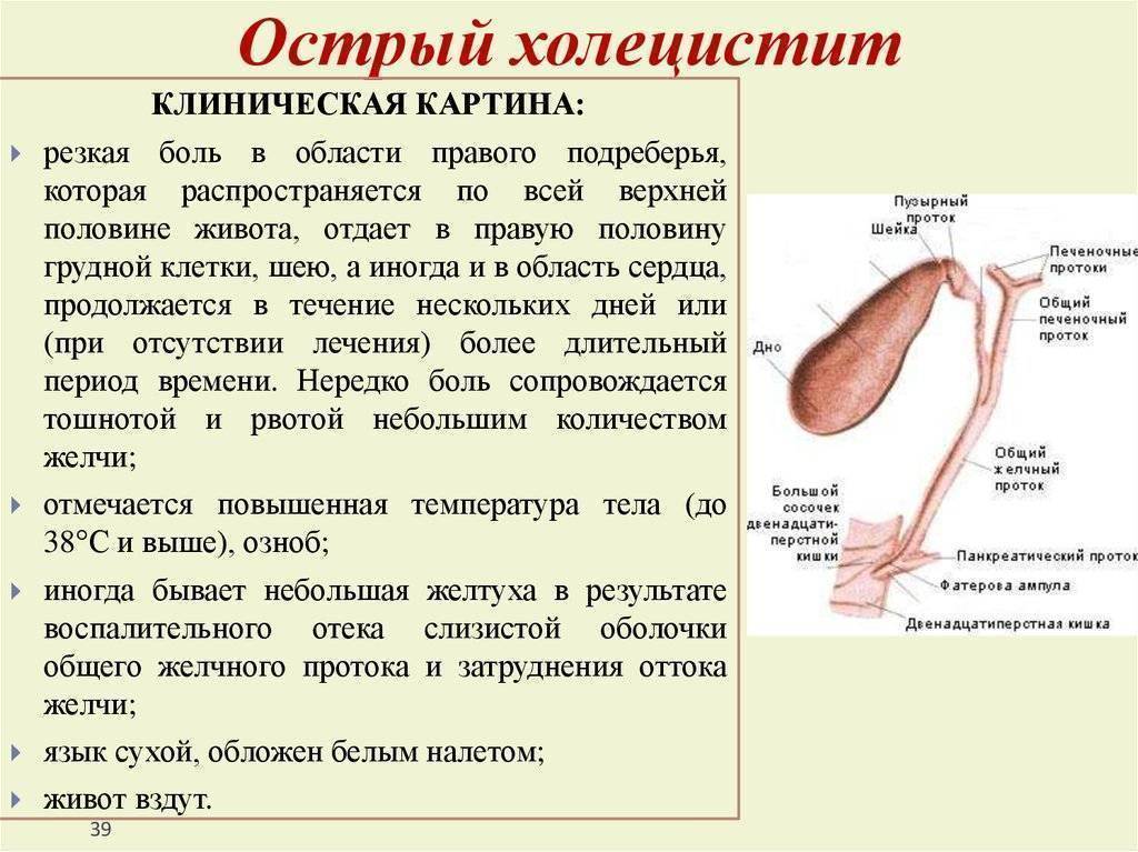 Холецистит у собак, лечение воспаления желчного пузыря у собаки | блог ветклиники "беланта"