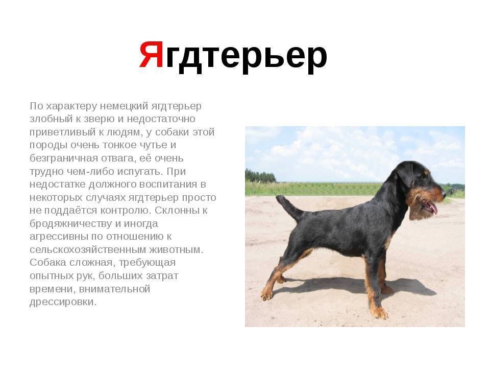Португальская водяная собака кан-диагуа: описание, фото, характер, уход