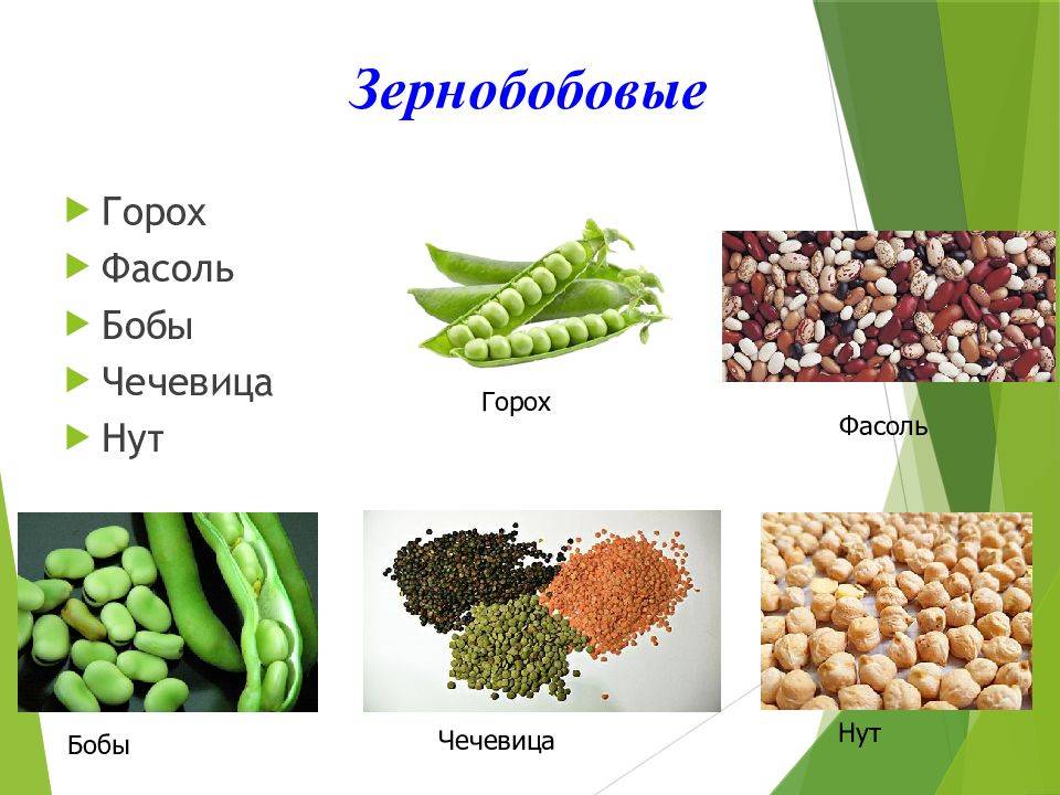 Чем кормить хомяков: разрешенные и запрещенные продукты