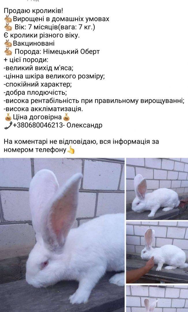 Породы кроликов (50+) для разведения в домашнем хозяйстве и в квартире