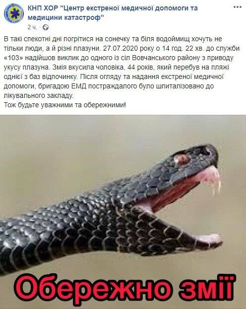 Что делать, если змея укусила кошку: инструкция +видео