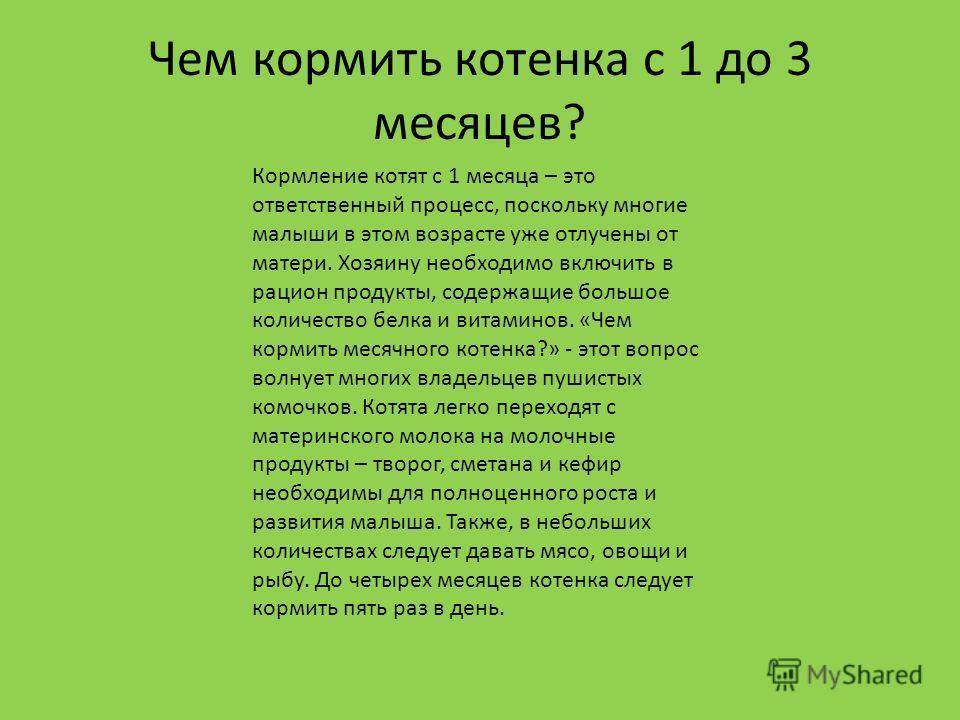 Чем кормить котенка в 1 месяц без кошки | ваши питомцы