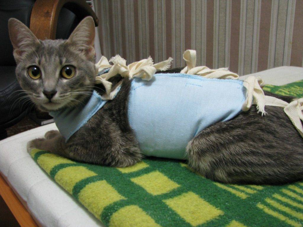 Когда можно стерилизовать кошку