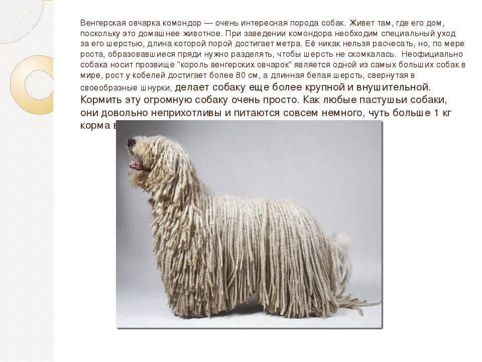 Венгерская овчарка комондор - фото и описание породы