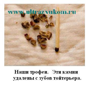 Зубной камень у собак: почему возникает и как от него избавиться?