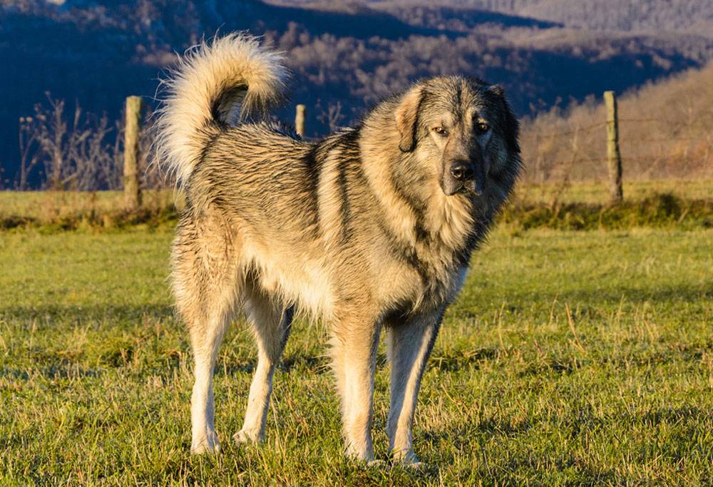 Югославская овчарка(шарпланинац): описание породы, характер, фото | все о собаках