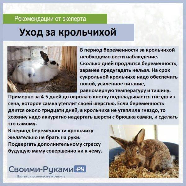 Проблемы сукрольных крольчих и применение препарата бровасептол для кроликов