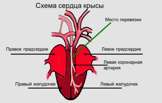Крыса тяжело дышит (открывает рот, хрипит или хрюкает при дыхании)