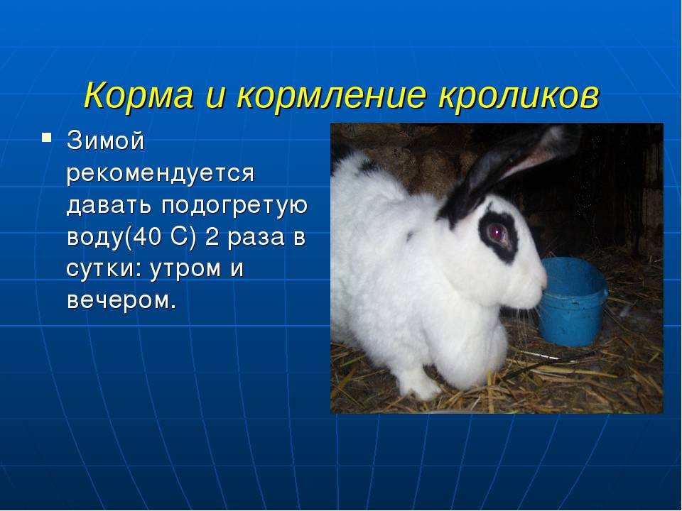 Чем и как поить кроликов зимой