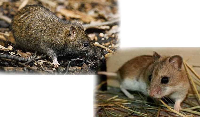 Хомяк роборовского: сколько живут, уход и содержание, фото, чем кормить - zoosecrets