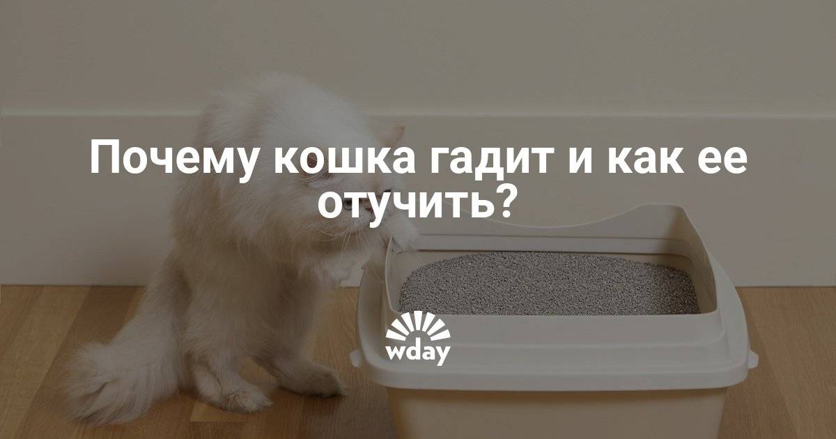 Что делать если кот постоянно писает и срет на диван: порядок отучения