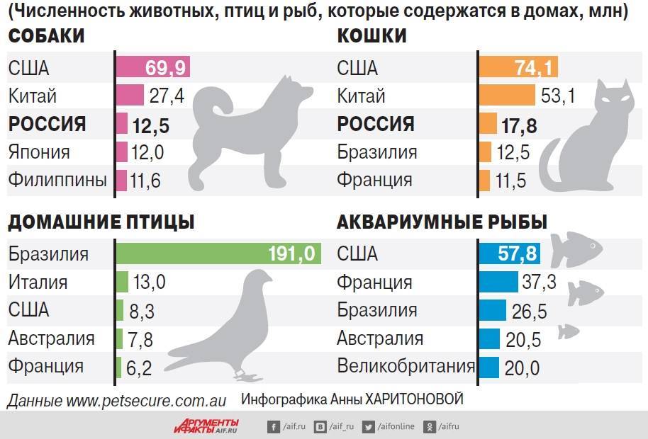 Самые маленькие породы собак в мире