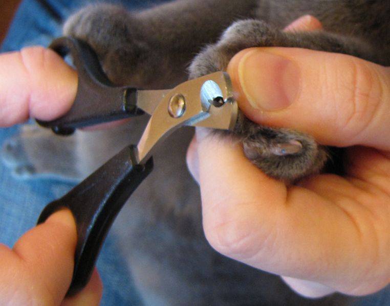 Зачем стригут котов и нужно ли это делать