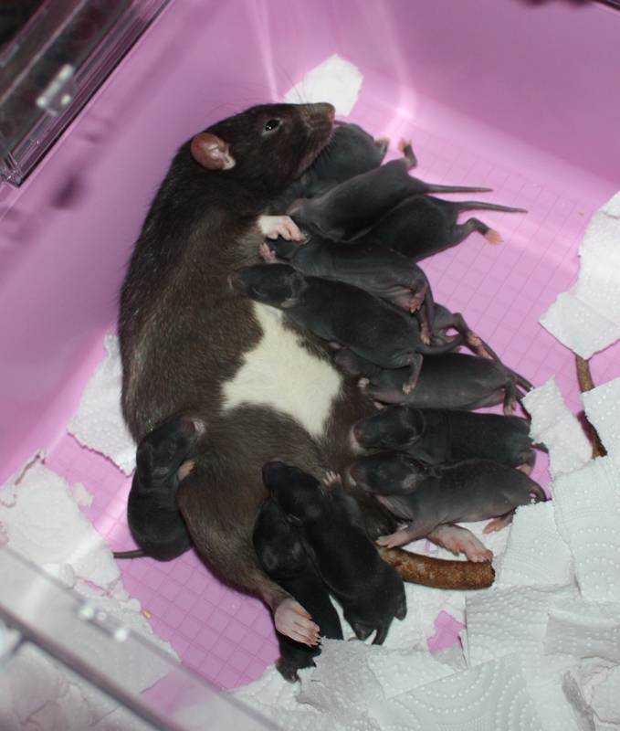 Как понять что крыса беременна? - признаки, длительность, уход