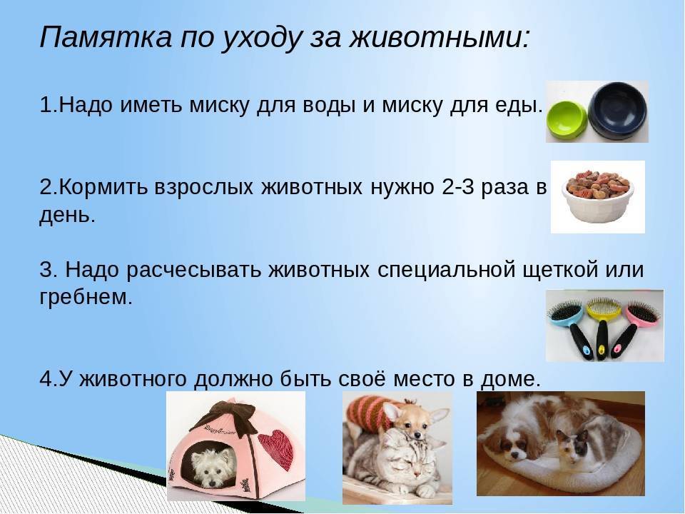 Как ухаживать за собакой: 9 процедур, без которых не обойдется ни один четверолапый