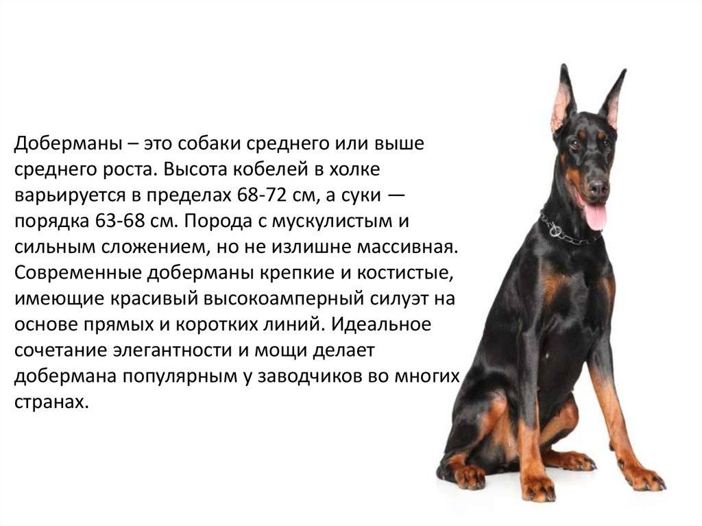 Доберман