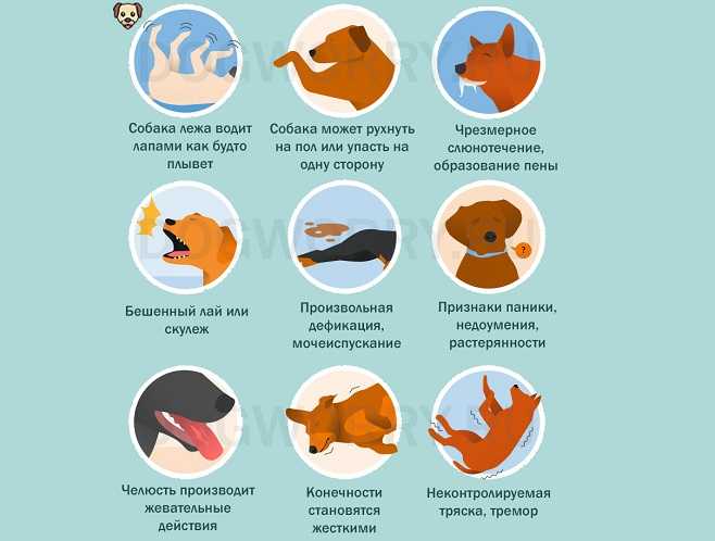 Термические ожоги у кошек. ветеринарная клиника "зоостатус"
