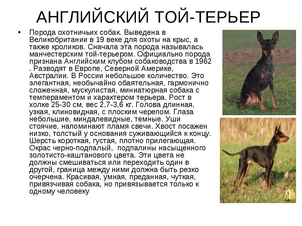 Русский той терьер мини длинношерстный * характер, чем кормить собаку