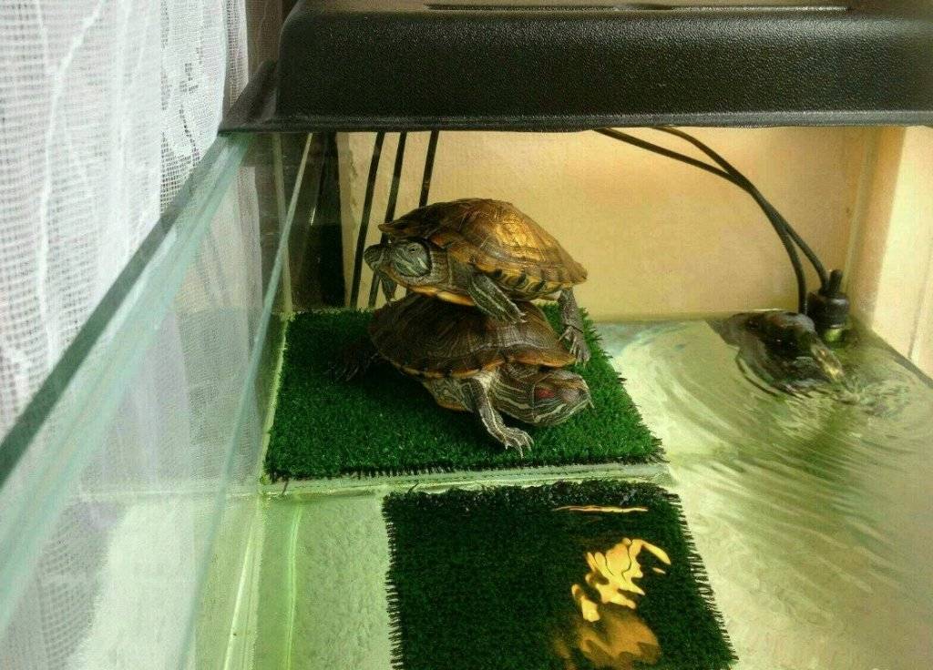 Почему красноухая черепаха всплывает на поверхность и не тонет (как поплавок)