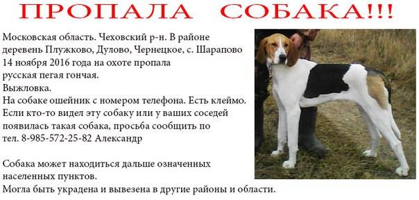 Эстонская гончая: описание породы и характер собаки