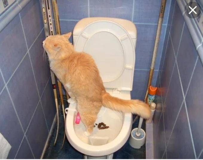 Кот не может сходить в туалет: причины и способы лечения