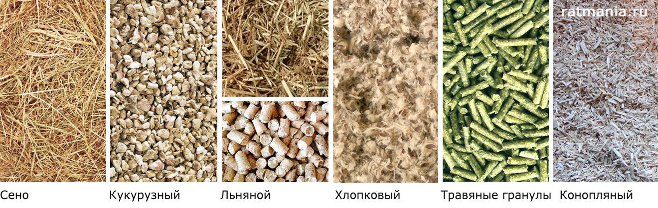Декоративная крыса — плюсы и минусы содержания. критерии выбора и особенности ухода. фото — ботаничка