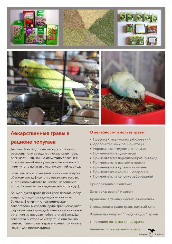 Какие веточки можно давать волнистым попугаям — о животных на чистоту