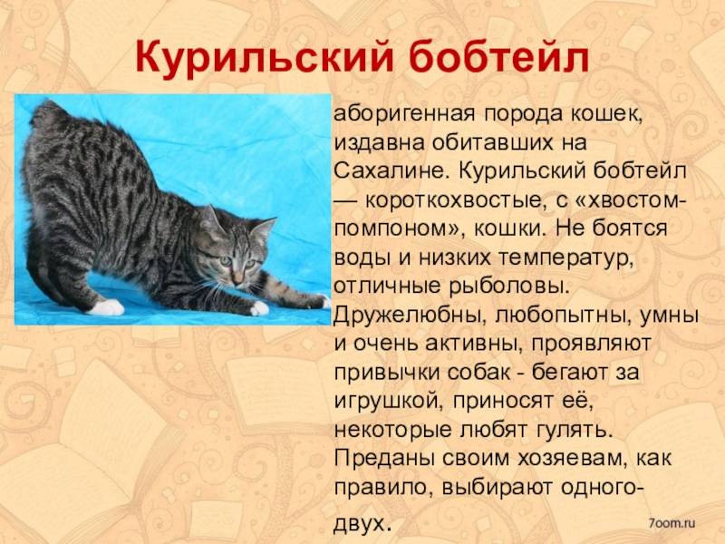 Курильский бобтейл