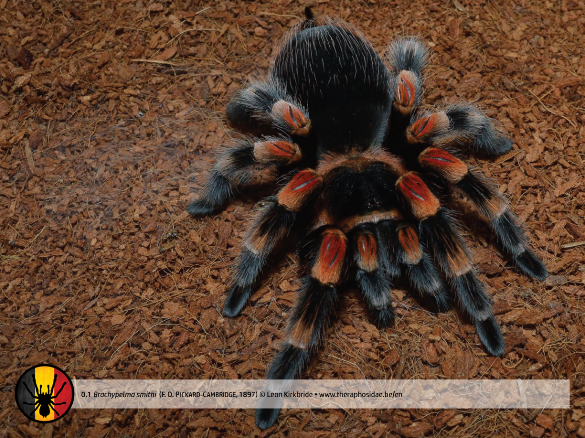 Паук brachypelma emilia (брахипельма эмилия): вопросы, которые волнуют будущих владельцев