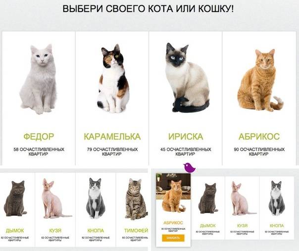 Кого лучше взять - кота или кошку: что учитывать перед тем, как выбрать питомца, лучшие породы для квартиры