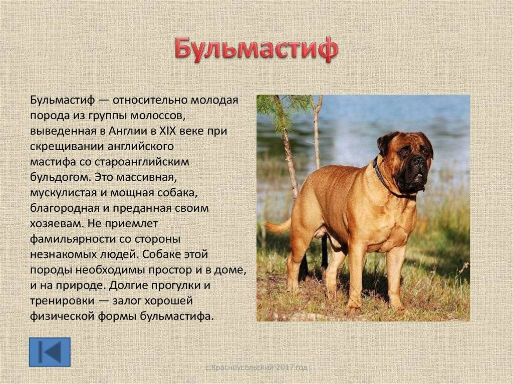 Испанский мастиф почему пользуется популярностью у заводчиков;