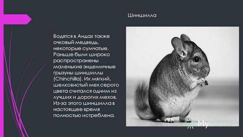 Шиншилла - уход и содержание, окрасы, что едят, сколько живет, фото