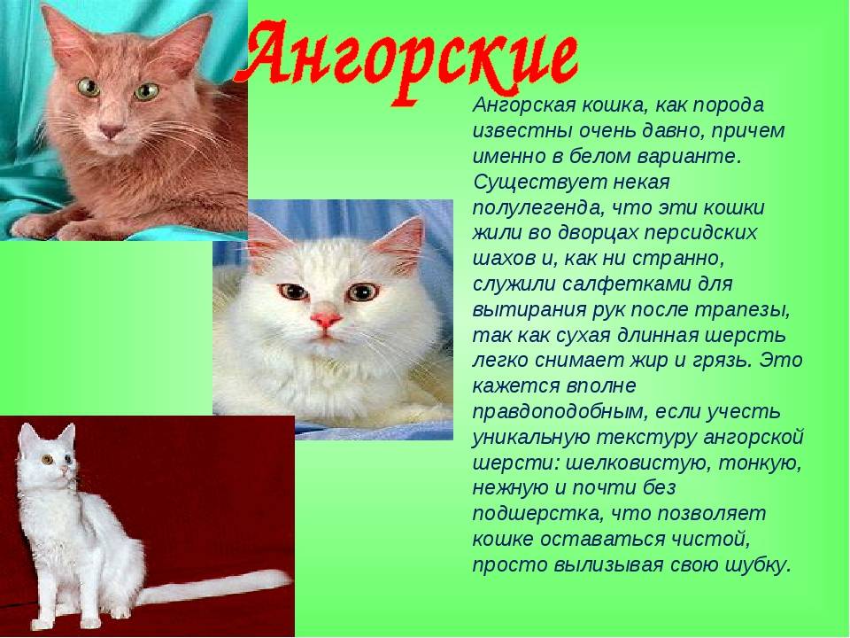 Турецкая ангора или ангорская кошка. все о породе