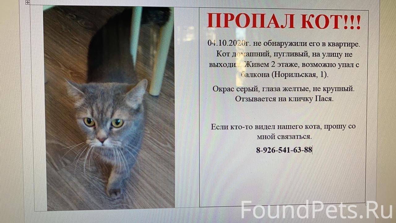 Почему кот ушел из дома: распространенные причины, включая пропажу, действия хозяина при поиске питомца
