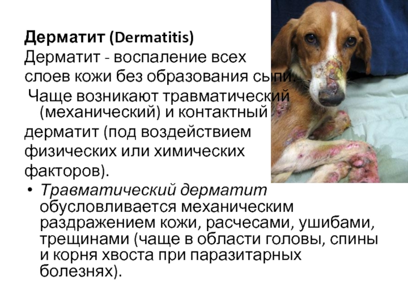 Собака лечение легких. Атопическийдематит у собак. Атопический дерматит Ветеринария. Собачьи дерматиты у собак.