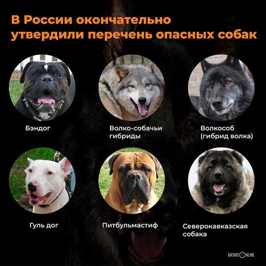 Самые опасные собаки в мире — топ-10 пород-убийц с фото и названиями