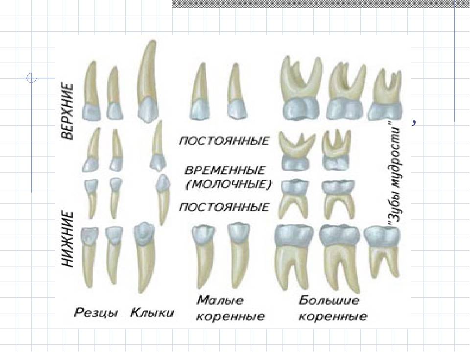 Как отличить зубы. Зубы: резцы, клыки, коренные зубы.. Зубы резцы клыки премоляры моляры. Молочный зуб четверка строение. Молочные и коренные зубы у детей схема снимок.