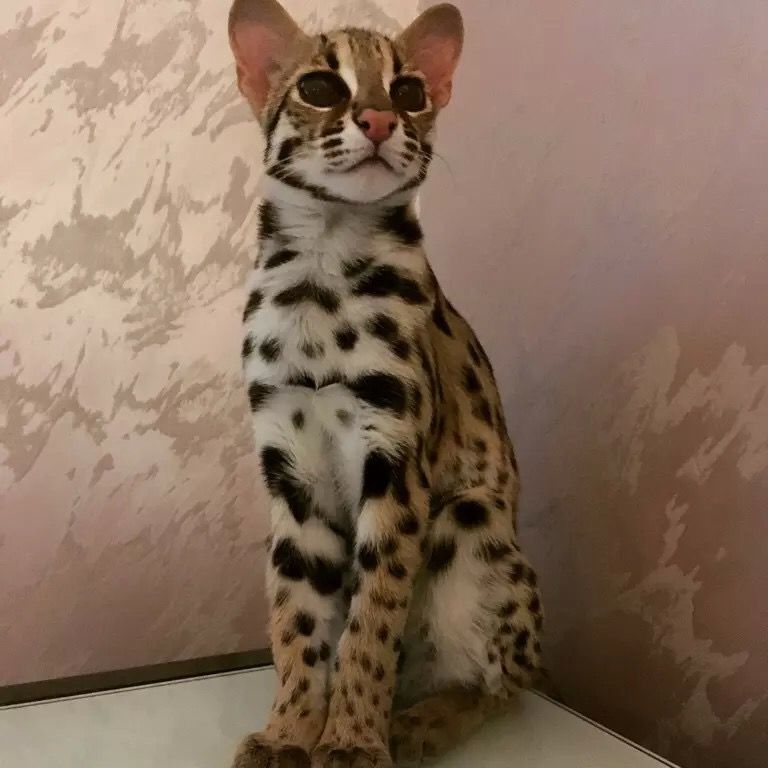 9 пород кошек пятнистого окраса для тех, кто хочет завести домашнего леопарда