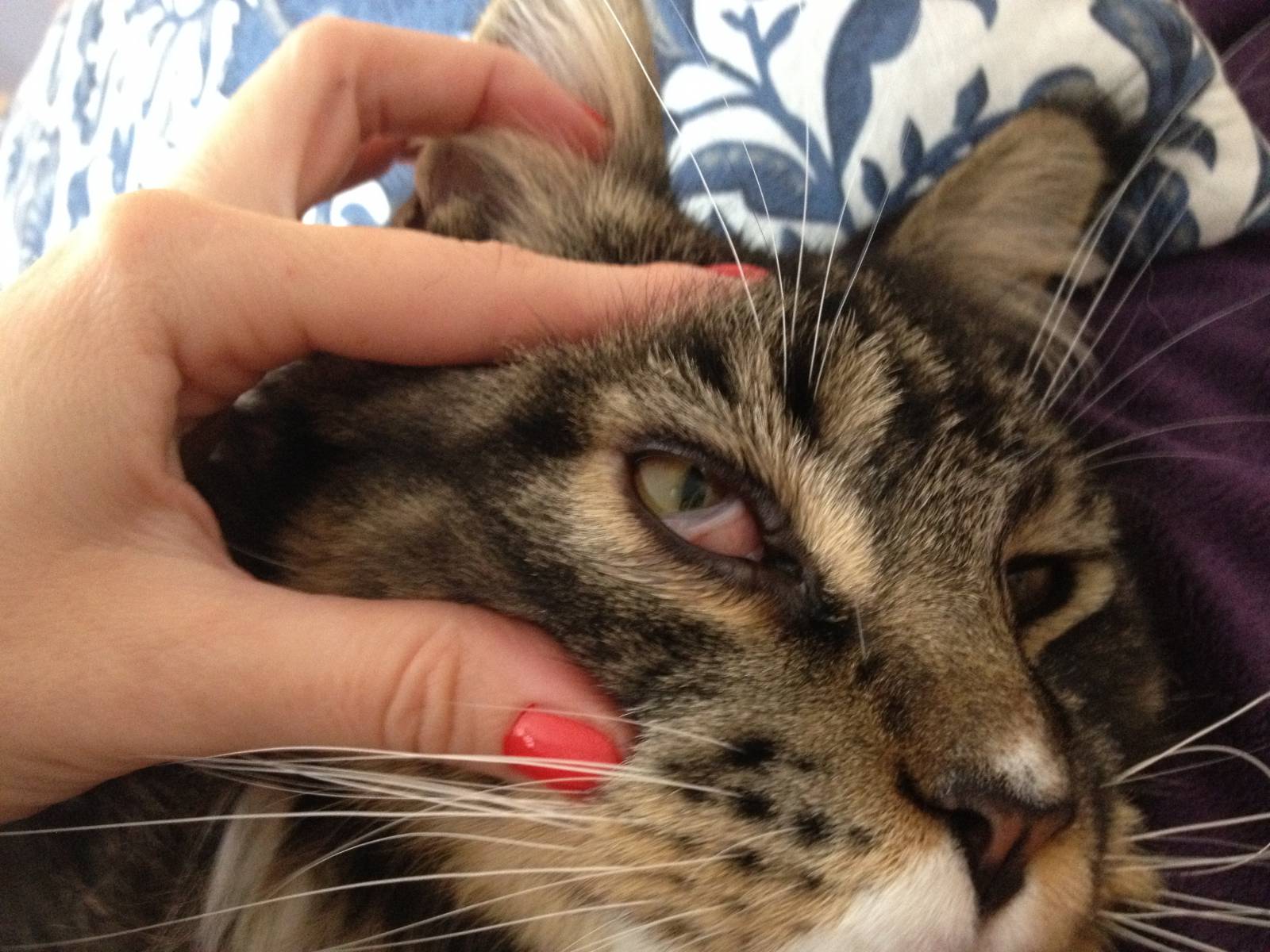 Выделения из глаз у кошки: как определить причину и чем лечить.