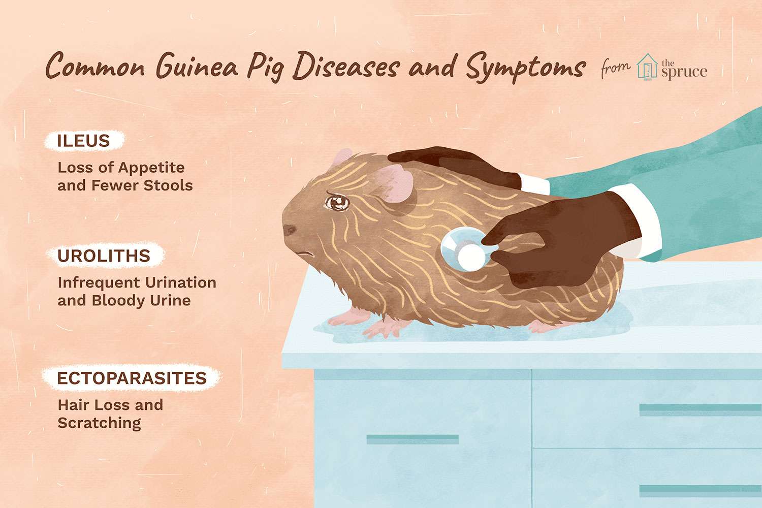 Болезни морских свинок: классификация, симптомы, лечение