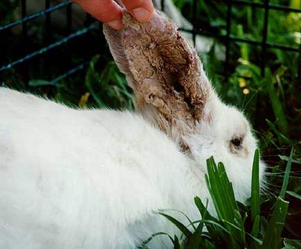 Ушной клещ у кроликов: лечение каплями и спреем, народные рецепты