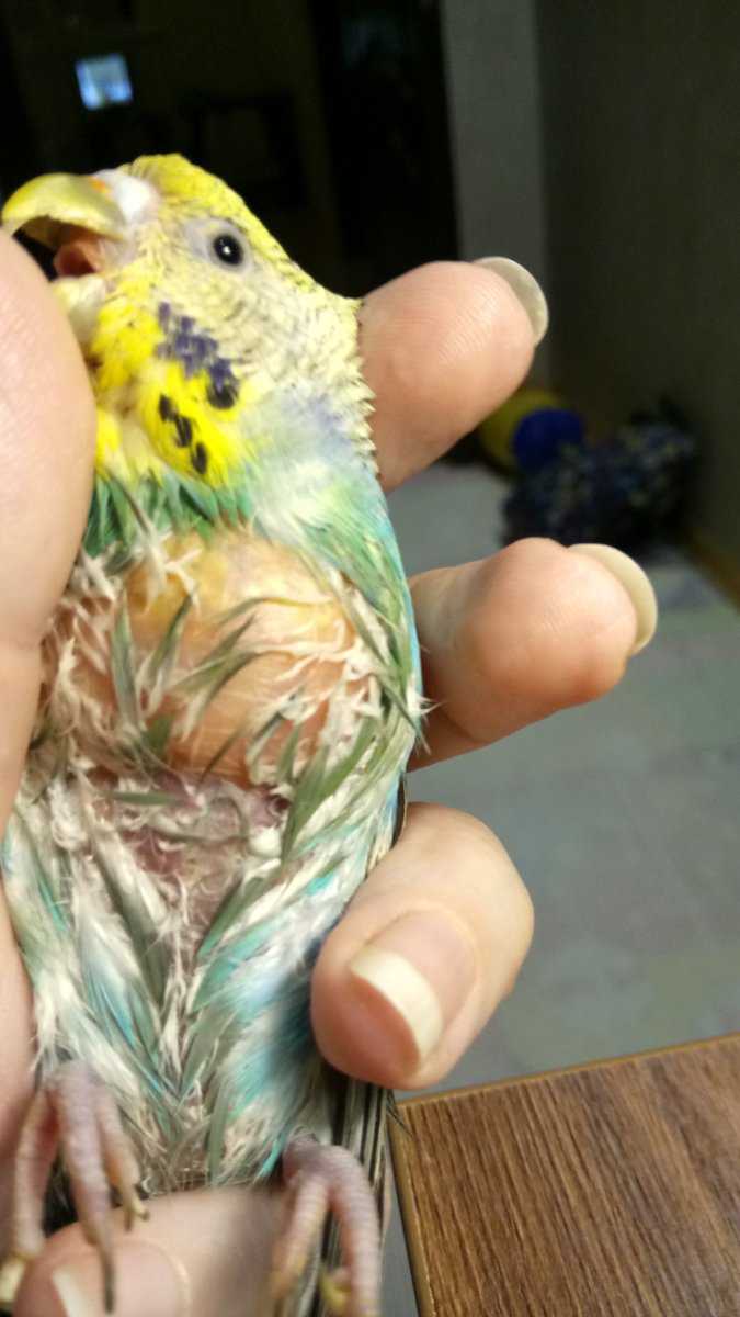 Болезни попугаев: симптомы и лечение, профилактика