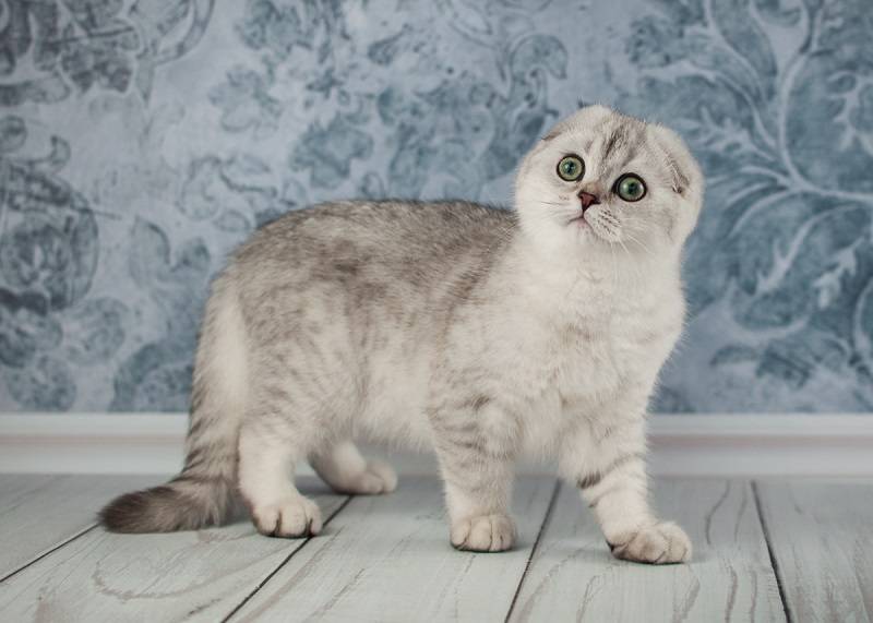 Питомники кошек в санкт-петербурге | шотландские, британские, сибирские