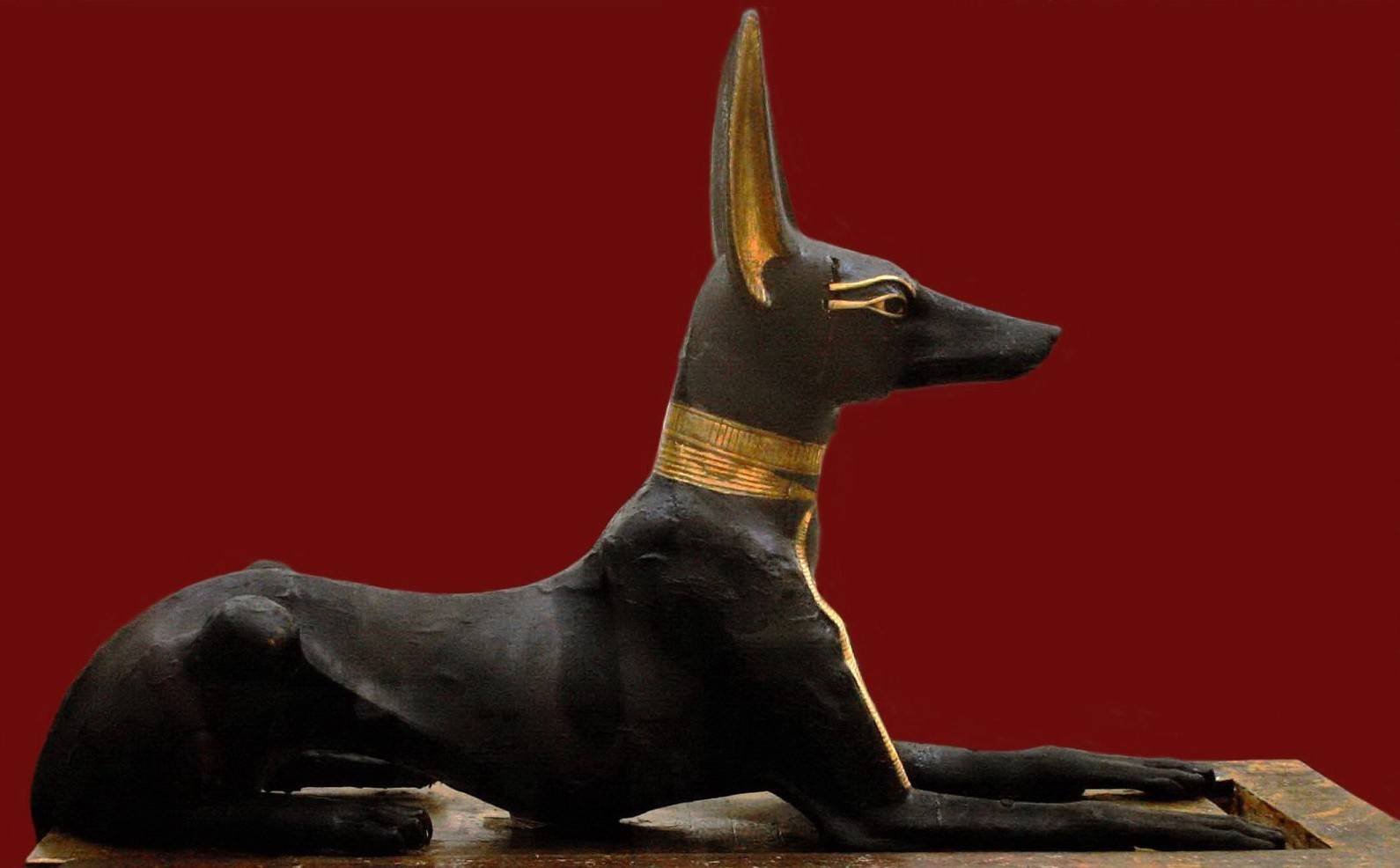 Фараонова собака: энергичный пес для охоты и преданный домашний любимец