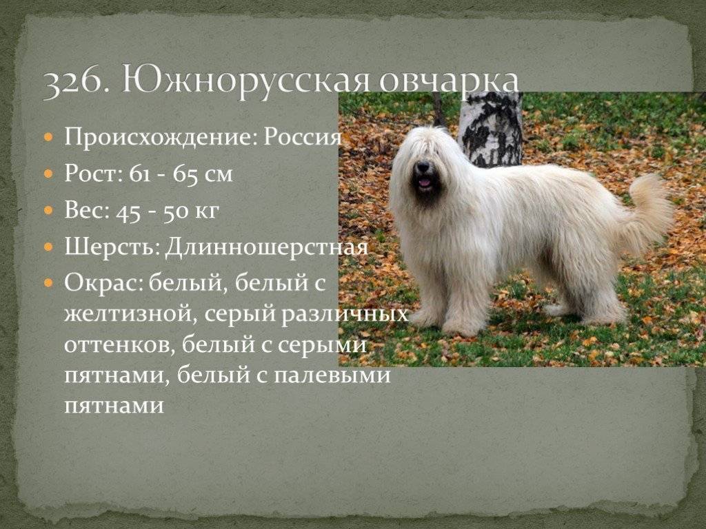 Южнорусская овчарка - фото, характеристика и описание породы