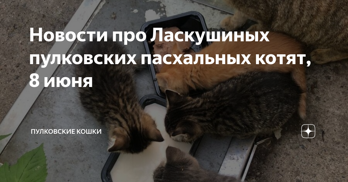 Что делать, если котенок стал агрессивным? | ваши питомцы