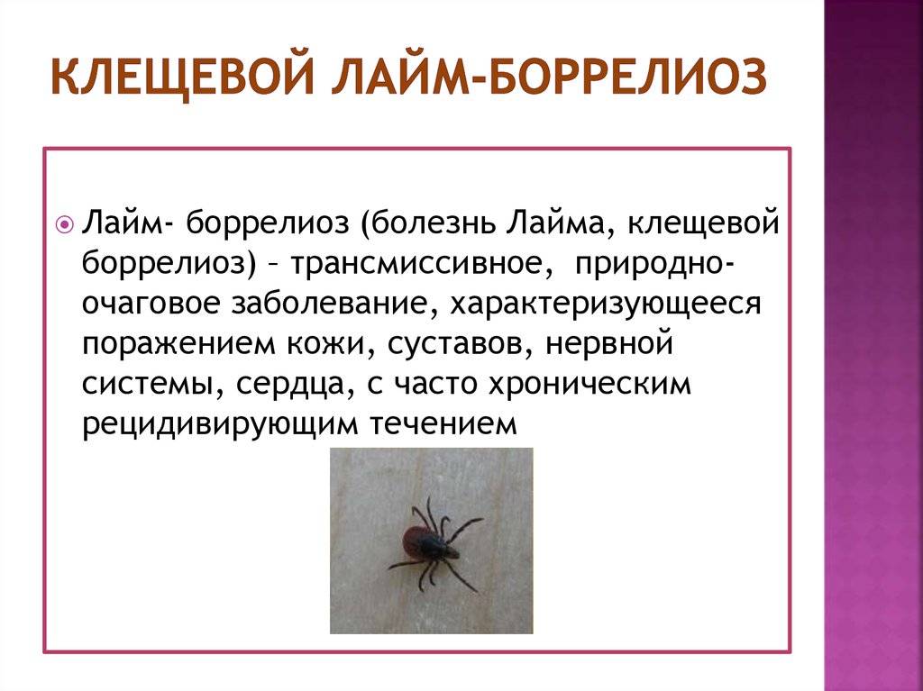 Боррелиоз (болезнь лайма) у собак: заражение, симптомы, лечение