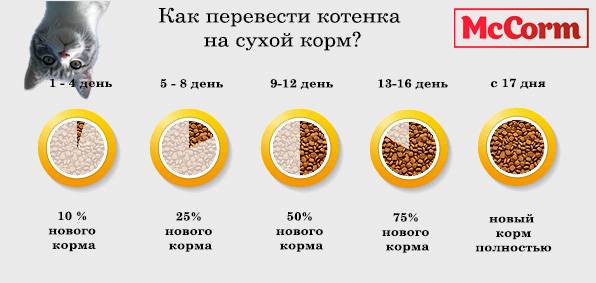 Приучаем кошку к домашней еде: доводы в пользу здорового питания