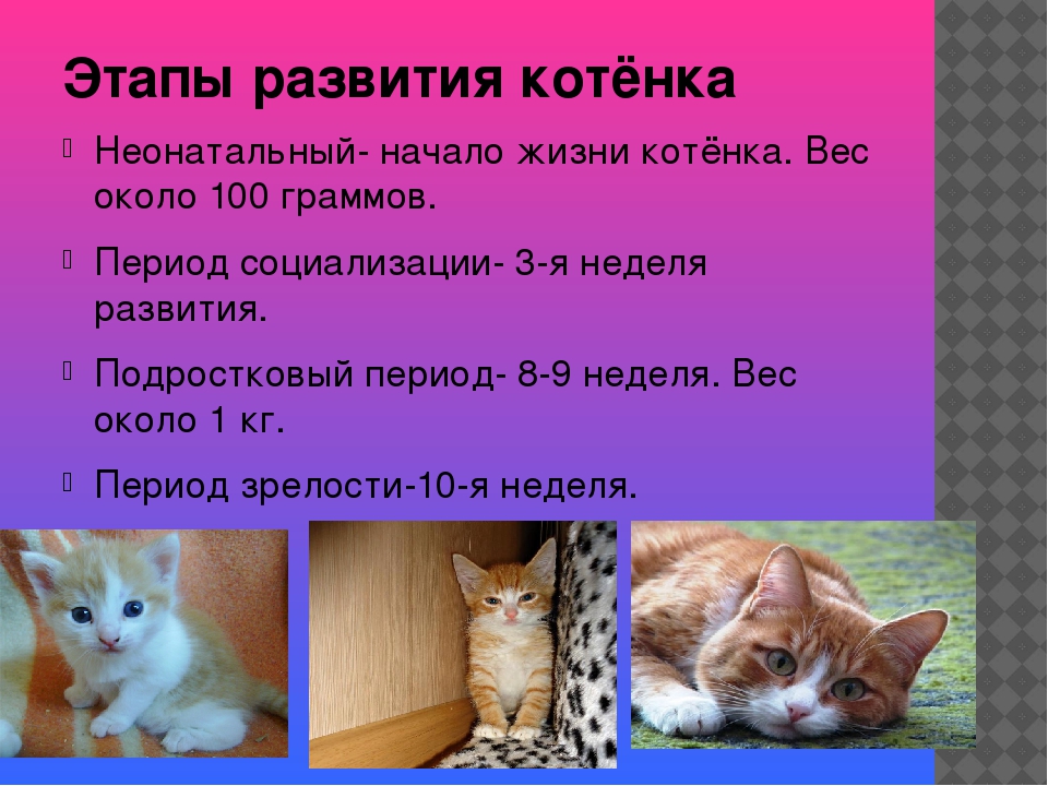 Сколько новая кошка. Этапы развития кошки. Возраст котенка. Как определить Возраст котенка. Этапы развития кота по месяцам.